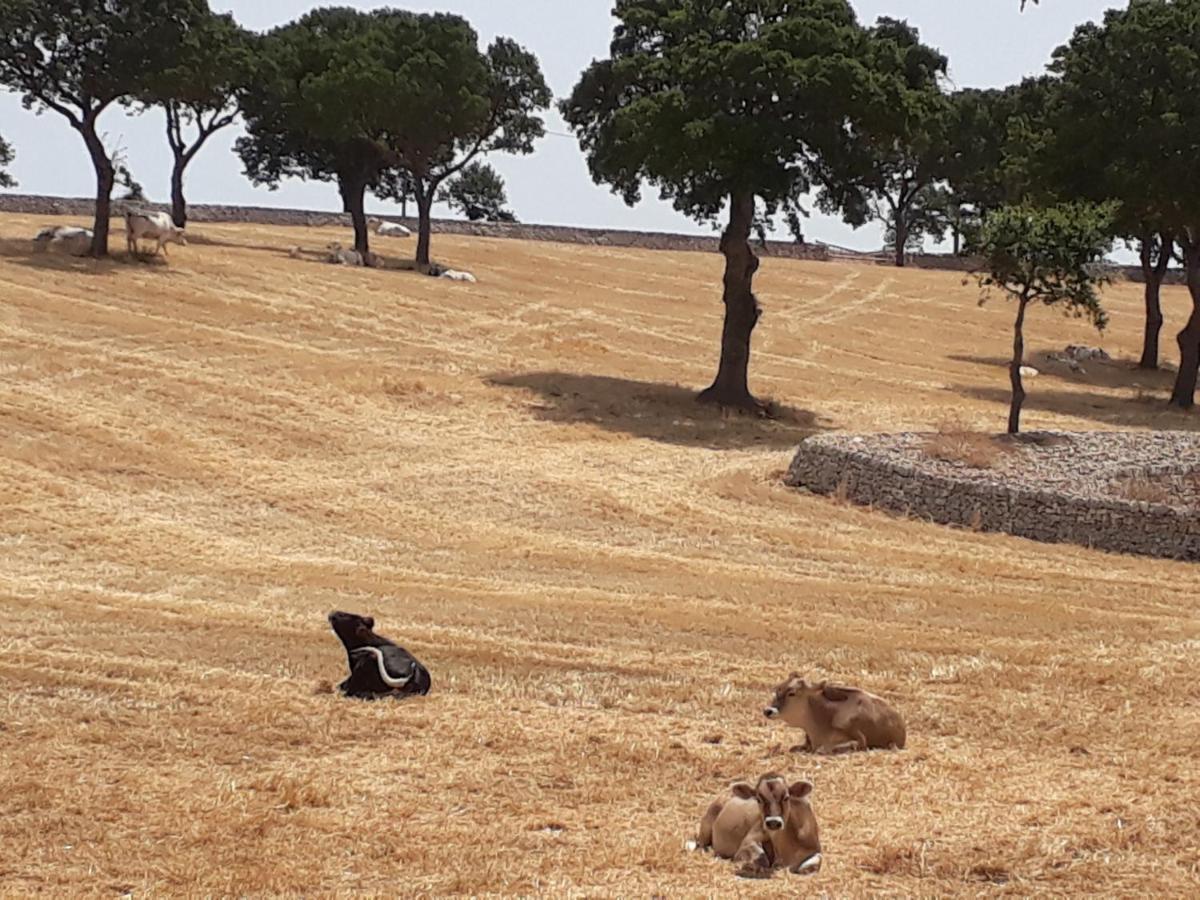 B&B Masseria Santanna Impalata Bagian luar foto